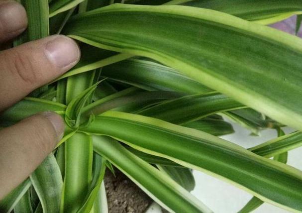 家居养花常见难题黄叶、烂根怎么办学学它轻松对症下药