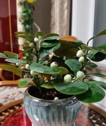 “小盼菩提”是一种什么盆栽？观叶又观果，漂亮好养，像带着仙气