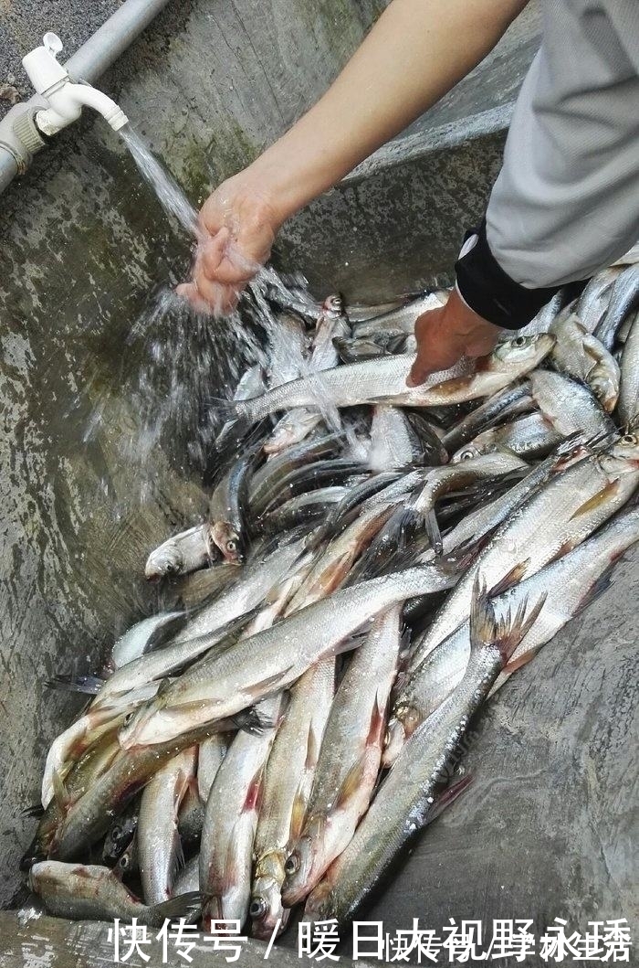 蓑笠哥|盛夏钓翘嘴,渔获你最美,饵料、钓位、技巧分享