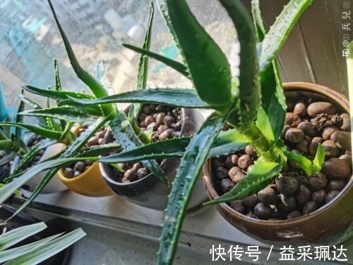 君子兰|低于5度,6种花一整个冬天不浇水,也能照样活!