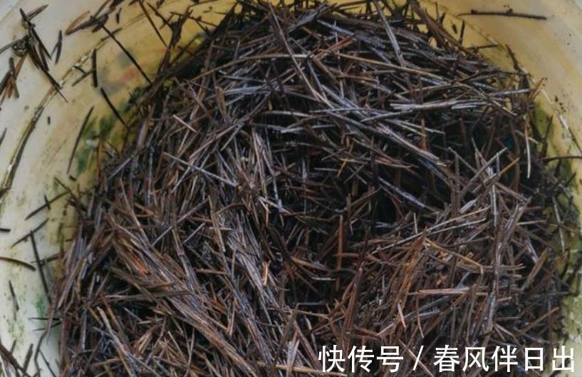 养花|奉劝新人朋友：密封发酵植料，加些它们，养花效果更好！