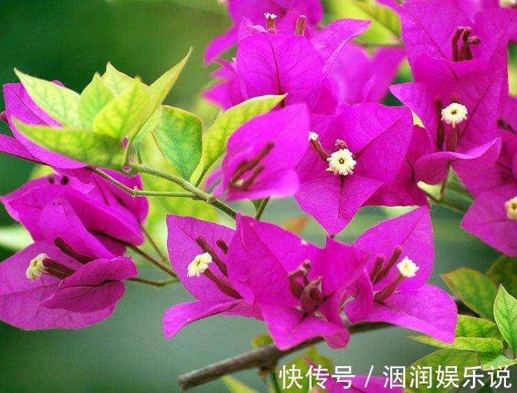 薰风|喜欢菊花,不如养盆“珍稀名菊”薰风倩影,是仙女舞裙,端庄典雅