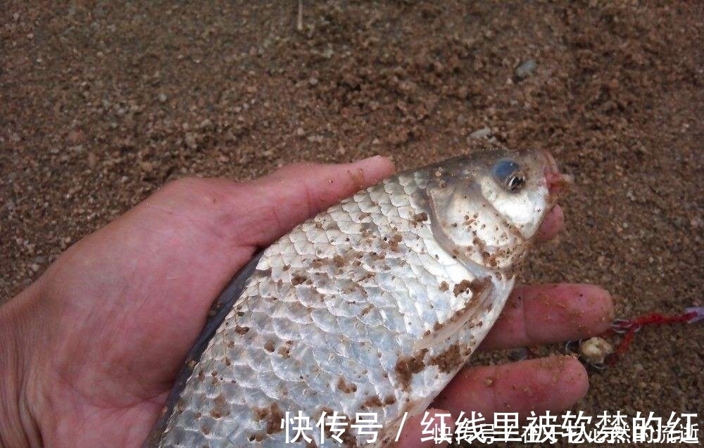 这些都是鲫鱼爱吃的食物,用来钓鲫鱼,一钓一个准