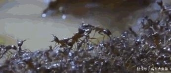 生物学家马克·W. 莫菲特:从蚂蚁帝国瞥见人类社会的未来