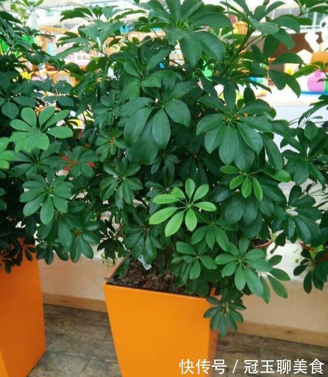 养这4盆花,在家吸烟也不怕,二手烟吸光光,空气清新,一家健康