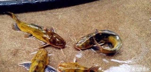 钓鱼|别再七想八想,“征服”黄颡鱼就得用这钓法,不料刚一下竿就有口!