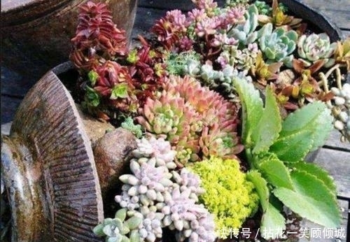 用来|家里这些破烂别丢了,用来养花,能省不少钱,啥花都喜欢!