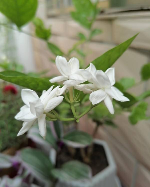 冬天给花剪一刀,来年花朵蹭蹭冒,越长越旺