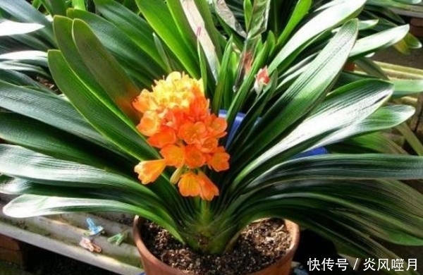 生活中会用这几种“神水”来养君子兰的人都是养花高手