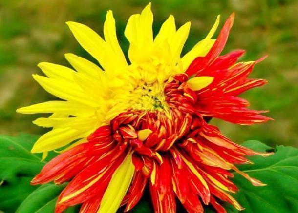 ”传统菊花“二乔,花开红黄双色,优雅大气,堪称养花必备