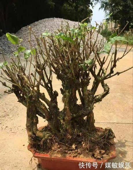 4种“陷阱”花,不适合新手,花店遇到要避开,别白花买花钱