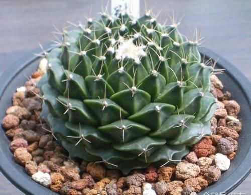 帝冠,霸气多肉,仙人掌精品