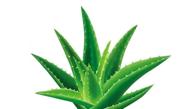 南瓜羹|夏季长痘难消除？芦荟就可以搞定，轻松祛痘，绿色安全最有效！