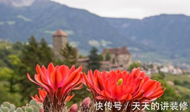 浇水|仙人掌类植物长得太慢,几个能帮助它们快速生长的技巧教给你