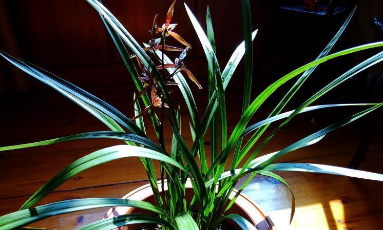 施肥|兰花淋雨长得好?不,有利有弊,掌握住尺度比施肥管用