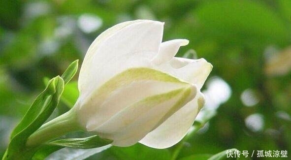 栀子花|村里路边这种野花,满地都是,它可以治疗很多病,你知道吗?