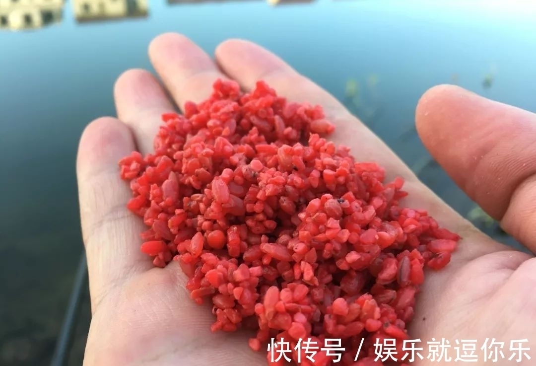 钓鲫鱼重在“诱”,窝料打太多实属浪费!看老钓友是怎么做的