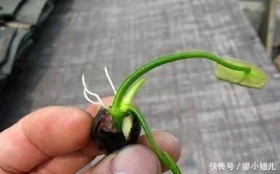 阳台盆栽荷花,只要1个盆,两个月就能长成超美的荷花盆栽