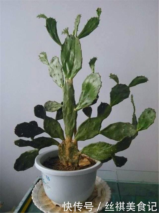 有害气体|2种盆景被公认“长得丑”，殊不知是睡眠“守护神”，再丑也得养