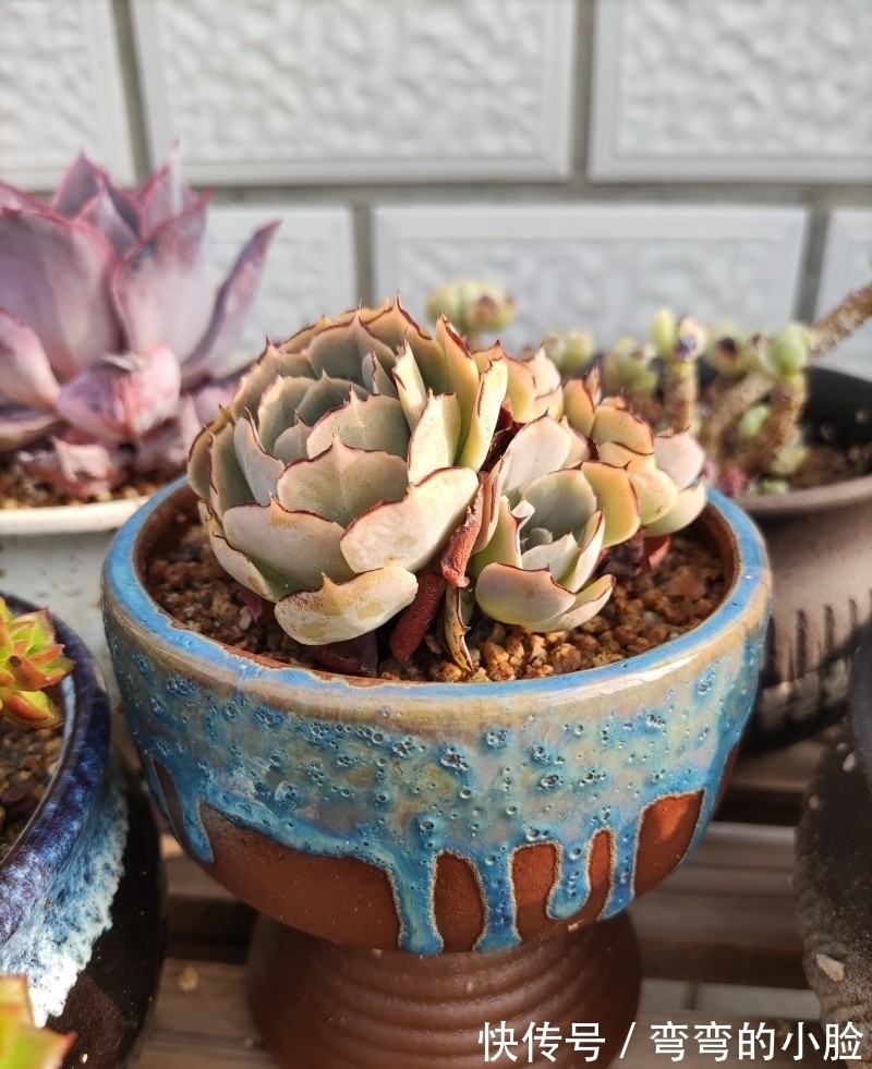 诺娃|有事没事看看多肉,才是度夏的基本保障