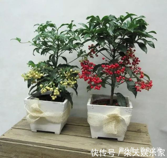 过年适合在家里摆放着8种盆栽观赏植物，养护难度也比较低