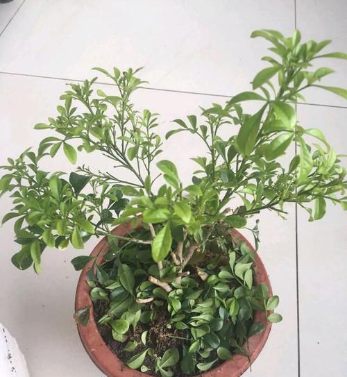  关键|养盆米兰花，土壤硬邦邦！下水洗个澡，浑身“舒坦”，花开不断