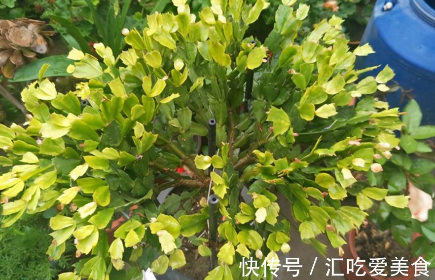 带苞的蟹爪兰,刚买回家就变“徒”该怎么办?趁早调控这些细节