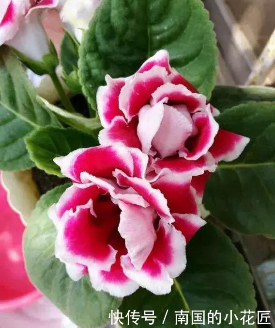 5种花美的出奇,开花爆盆很简单,满树都是花朵,漂亮极了