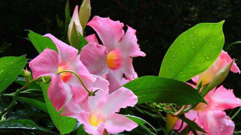 飘香藤不开花原因有哪些