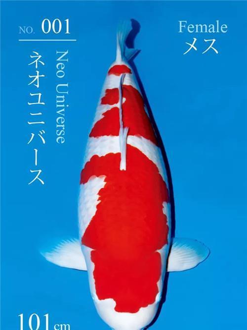 清华|男子欠2亿外债,女儿从清华辍学养鱼还债,现今一条鱼拍出1500万