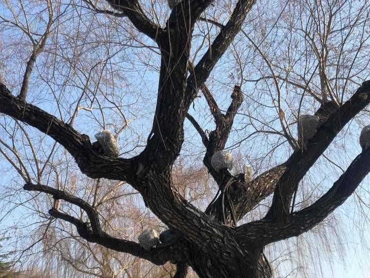 鸟雀们|年末、静静的大明湖