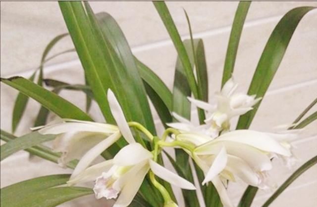 花友们|“它们”是天然的氮磷钾肥,兰花用上了,想不爆盆都难