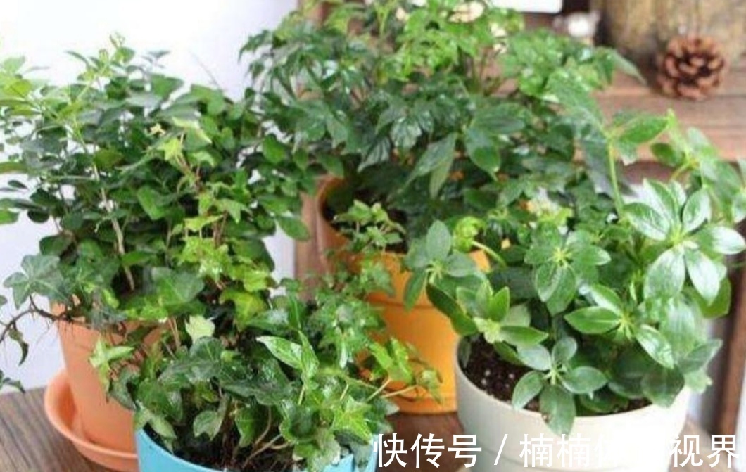 夏天养花，4种水别乱浇，不然花盆里滋生小虫子，很烦人