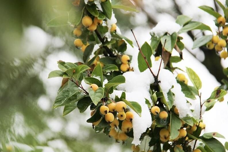 初雪|下雪啦！全国多地迎入秋后首场降雪