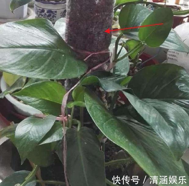 塑料瓶养花可当扦插神器、浇水壶、简易花盆，用途甚广！