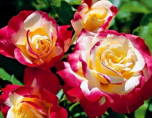 三楼奶奶不让我在一楼种花,事情解决了,出乎意料的让人难受