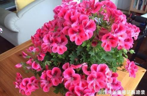 阳台上|这四种花草,随便摆一盆在家,蚊子不见了,驱蚊好养又漂亮