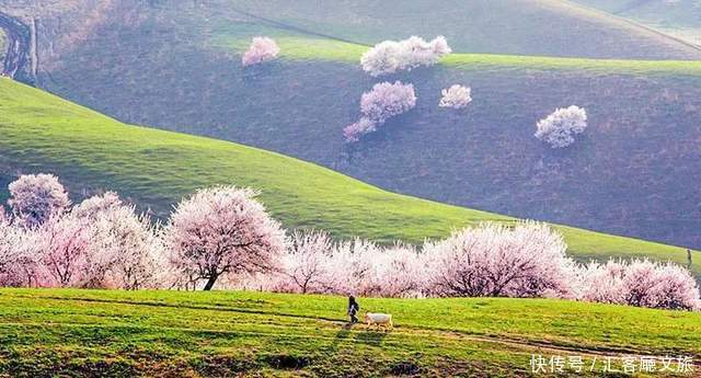 老年|在新疆伊犁杏花香雪里,等待杏花微雨中遇见你,从此一眼千年