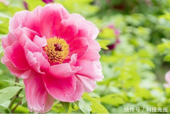 牡丹的传说故事第三章,龙池牡丹王封:牡丹仙子在人间撒下牡丹花