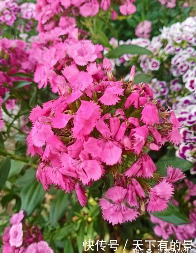懒人新宠“石竹花”,遇水疯长“满屋香”,大户人家都爱养