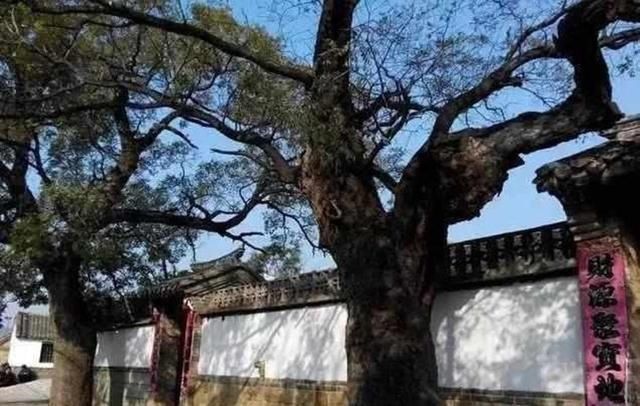 产科医生|胎盘该怎么处理?是吃还是埋?产科医生讲实话:并非大补之物