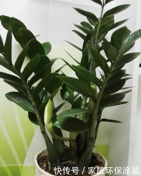 这些植物开花不常见，可遇不可求，叶片肥嘟嘟，开花太吉利