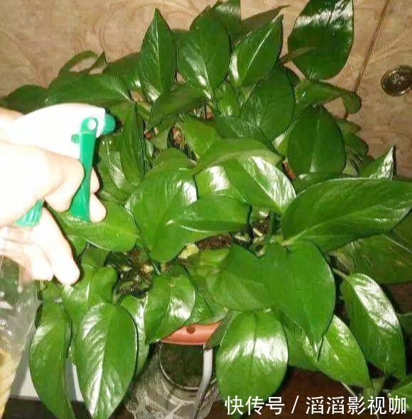 黄叶|养绿萝，按照顺序“4步走”，做对了30天爆盆，从不黄叶