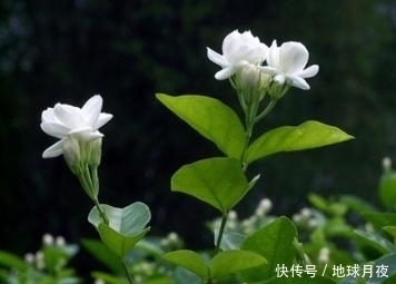 它在农村花开正盛,被古人称为“人间第一香”,是止咳化痰的良药