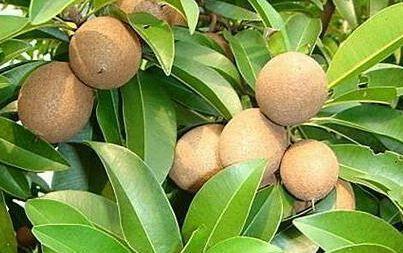 夏天|炎热的夏天，多吃此水果，预防高血压、预防老年痴呆、还可以润肺