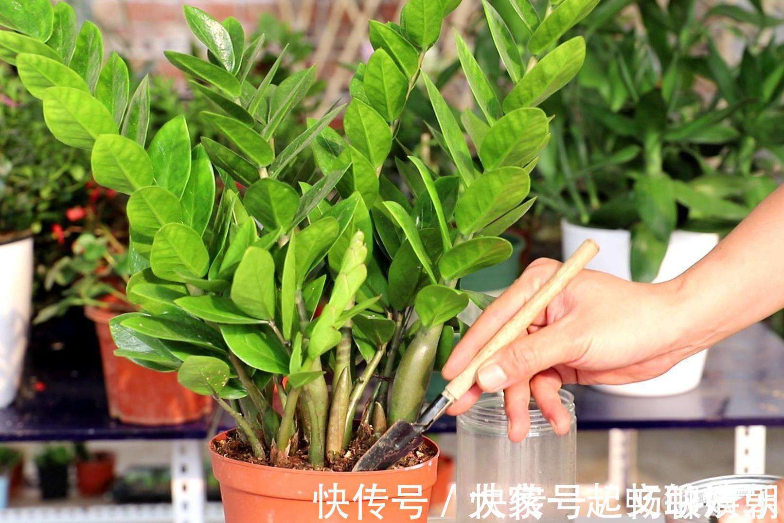 花卉|3个养花“小技巧”，越早知道越好！养花百分百成活，1分钟学会