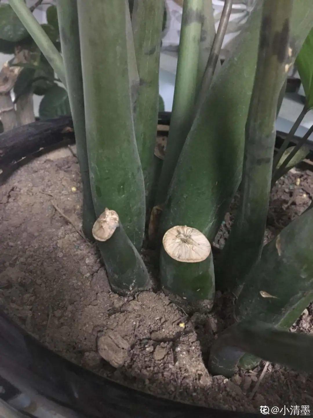 虐着养的花,剪成秃子,半月不浇水,呼呼开花