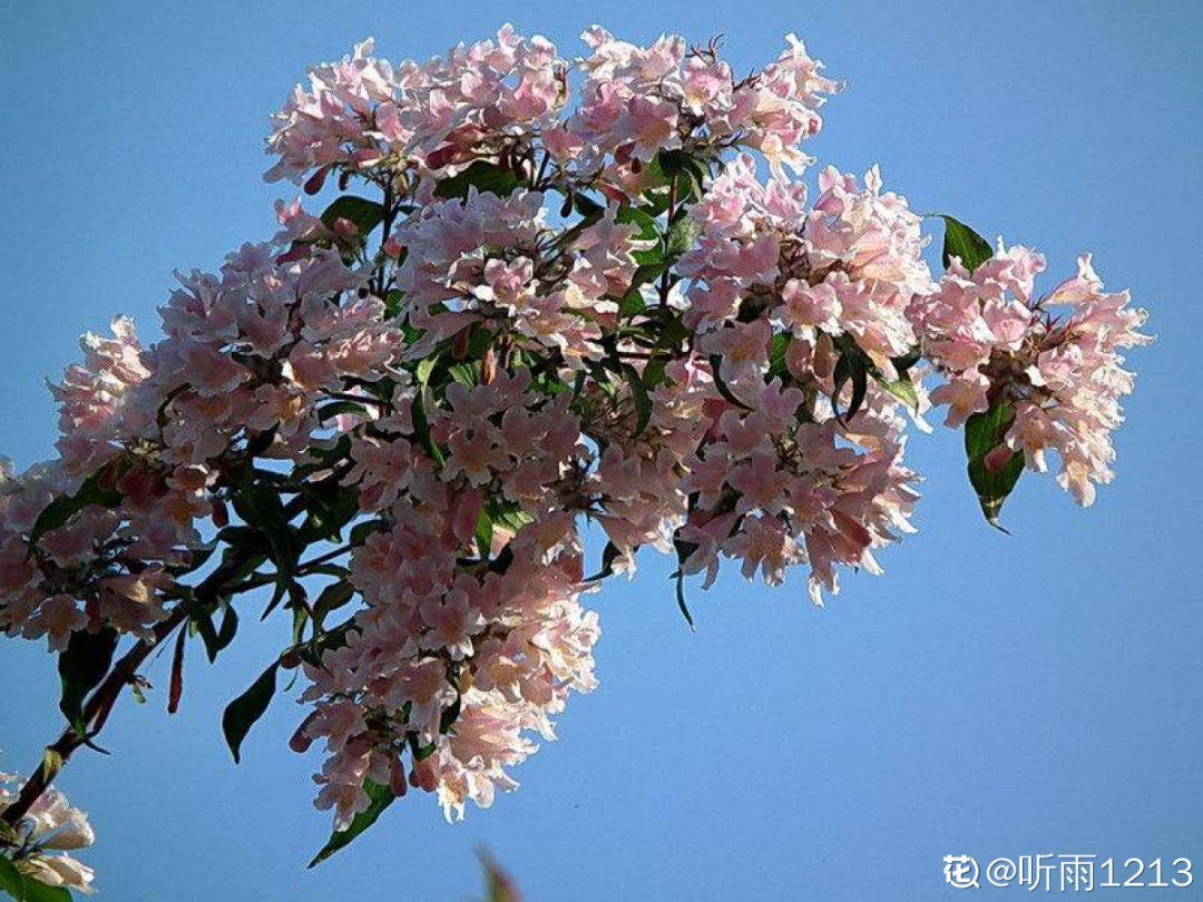 1种花长得像金鱼,耐寒好养活,种得越多越壮观