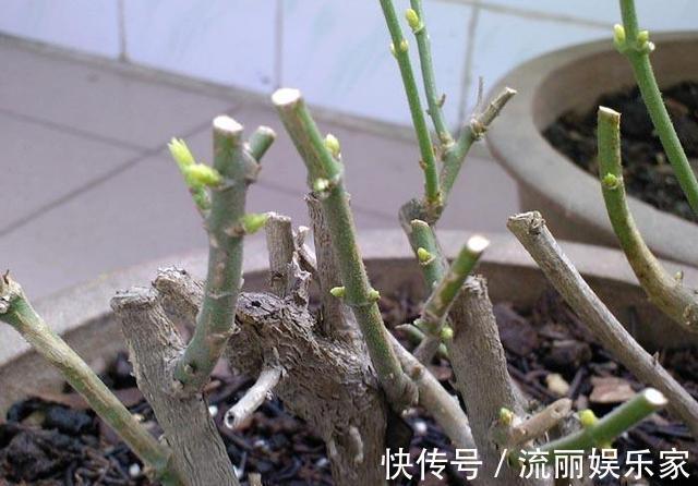 植株|茉莉“畏手畏脚”不敢长,换掉“憋屈盆”,个子猛蹿,花开一片