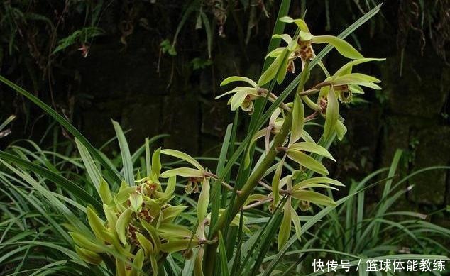 九月养兰,多做三个“小动作”,猛蹿新叶冒花苞,清香宜人小半年!